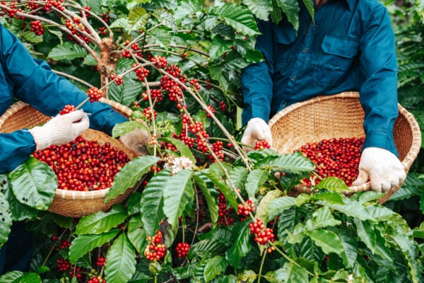 Vietnamese robusta coffee