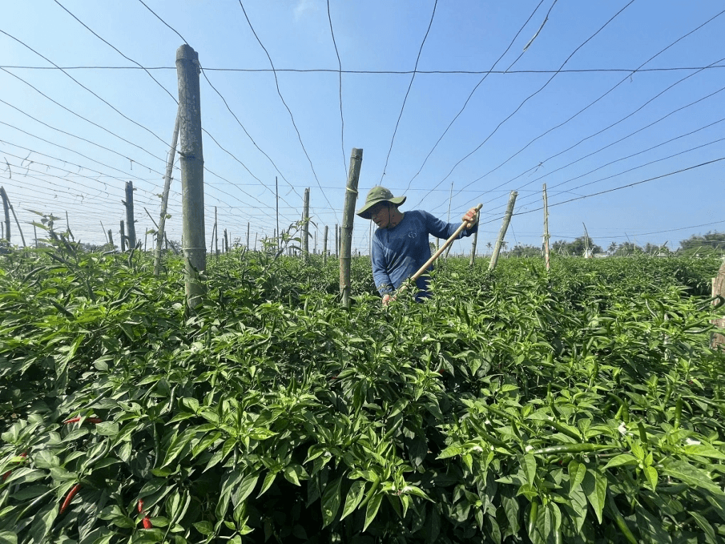 Chili export