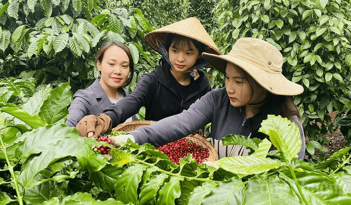 Robusta coffee export