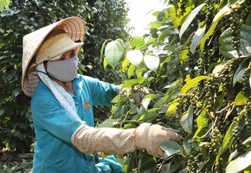Pepper export